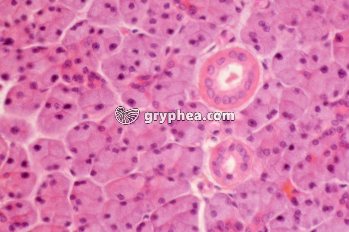 Glande salivaire x160 - gryphea.org